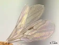 Vue de profil de l'aile d'une fourmi Ponera exotica.