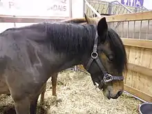 Photo de la tête de la ponette landaise dénommé Ninja du Cassou.