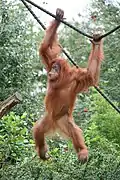 Orang-outan de Sumatra ou Pongo abelii