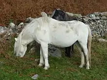 Deux poneys dont un blanc et un gris foncé vus de profils broutant de l'herbe près d'un muret.