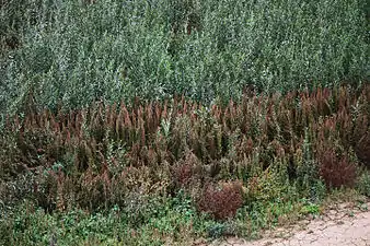 La végétation après un an sans eau.