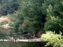 Vue de pieux en bois dépassant de l'eau au niveau d'une île sur un fleuve.