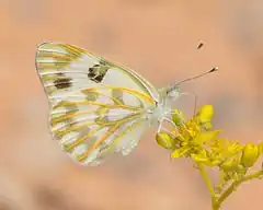 Pontia glauconome