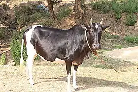 vache ponwar