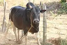 Photo couleur d'une vache noire à pattes blanches attachée d'une corde au cou.