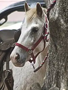 Profil gauche d'une tête de poney gris portant un licol rouge.