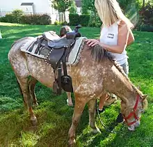 poney sellé à côté d'une femme adulte