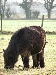 Photo d'un cheval brun au poil long broutant dans une prairie