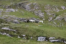 Groupe de poneys gris-blanc dans un paysage d'herbe rase et de rochers