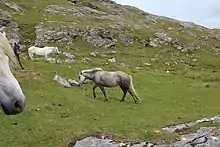 Groupe de poneys gris et blancs sur fonds de rochers et d'herbe rase.
