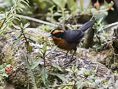 Description de l'image Poospiza rufosuperciliaris - Rufous-browed Hemispingus (cropped).jpg.