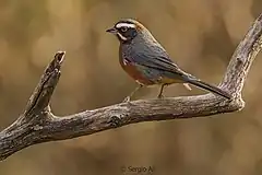 Description de l'image Poospiza whitii - Black-and-chestnut Watbling Finch; San Luis, Argentina.jpg.