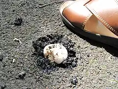 Agaric des trottoirs perçant à travers le macadam en juin en région parisienne