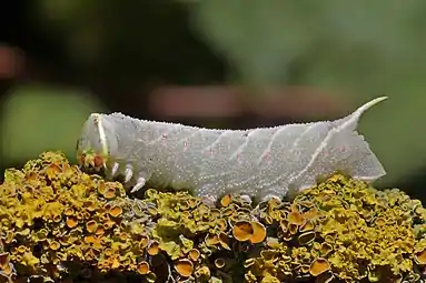 Larve de laothoe populi dans le parc du Marquenterre en baie de Somme. Juillet 2020.