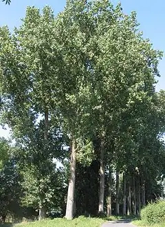 Description de l'image Populier Populus canadensis.jpg.