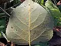 Melampsora en train de fructifier, sur le dessous d'une feuille de peuplier infectée par Melampsora larici-populina uredosori