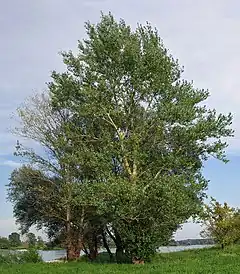 Photographie d'un petit groupe d'arbres près d'une rivière.