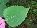 Feuille de Populus grandidentata.