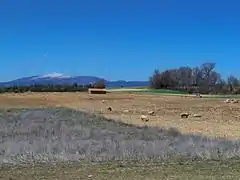 Élevage en plein air sur le plateau de Sault