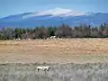 Porcs du Ventoux en plein air.