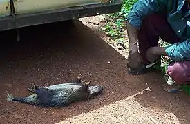 Animal mort, sur une piste africaine
