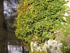 Porella platyphylla sur tronc d'arbre.