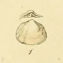 Description de l'image Poromya granulata (Sowerby).jpg.