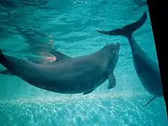 Grands dauphins