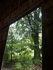 Ouverture sur la forêt.