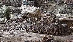 Description de l'image Porthidium ophryomegas, a Western Hognosed Pit Viper.jpg.