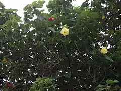 Arbre en fleurs dans l’État de Tamil Nadu au sud de l'Inde