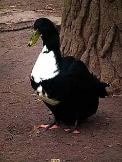 Canard de Poméranie noir