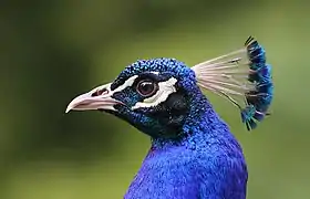 Portrait d'un paon bleu dans le domaine zoologique de Pescheray.