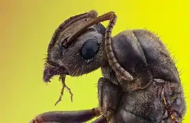 Portrait d'une fourmi.
