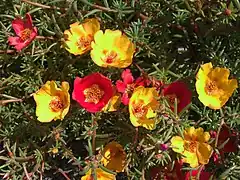 Description de l'image Portulaca grandiflora a1.jpg.