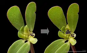 Ouverture d'une capsule de Portulaca oleracea.