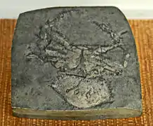 Fossile de Neptunus granulatus