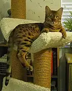 Un joli Bengal dans son arbre à chat.