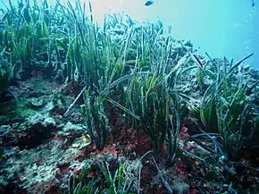 Description de l'image Posidonia oceanica Portofino 01.jpg.