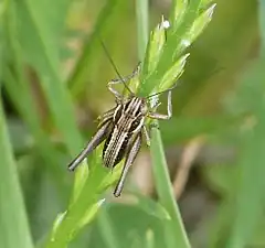 Description de l'image Possibly Pterolepsis cf spoliata spp. - Flickr - gailhampshire.jpg.