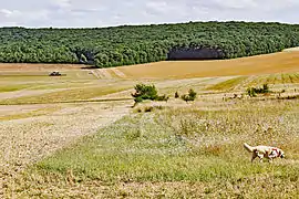 Agriculture et forêt (bois des Chardonnières).