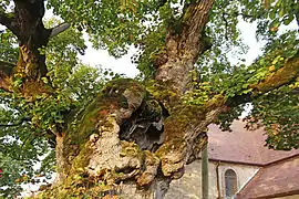 classé arbre remarquable de France,