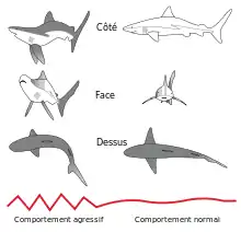 Représentation schématique d'un requin dans diverses postures. À gauche on voit un requin vu, sur trois vignettes les unes au-dessus des autres, de côté, de face et de dessus. À droite, le même type de représentation s'applique à un requin en attitude d'intimidation, tordant son corps de toute part.