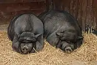 cochons vietnamiens au zoo de Lisbonne .