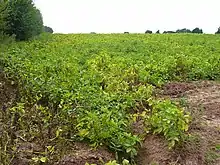 Champ de pomme de terre (Royaume-Uni). Ces champs sont de plus en plus traités par « défanage chimique » avant la récolte, avec un risque accru de lessivage et ruissellement en automne ou les pluies sont plus fréquentes