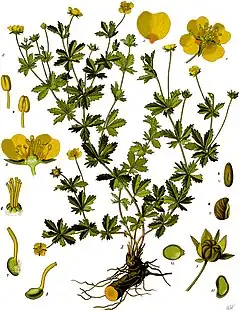 Description de l'image Potentilla_erecta_-_Köhler–s_Medizinal-Pflanzen-248.jpg.