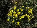 Potentilla hookeriana dans la région d'Upernavik