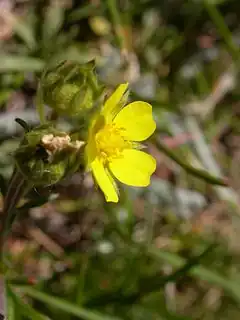 Description de l'image Potentilla multifida2.JPG.