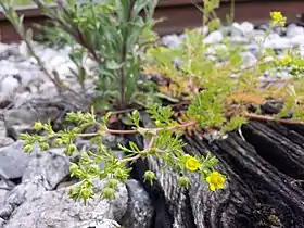 Potentille couchée(Potentilla supina)