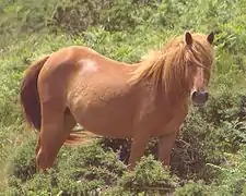 Photographie d’un poney de race Pottok.